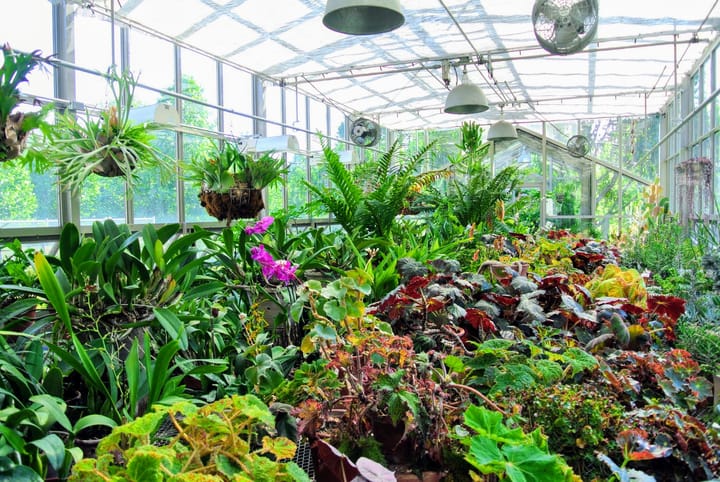 A greenhouse filled with a wide range of potted plants.